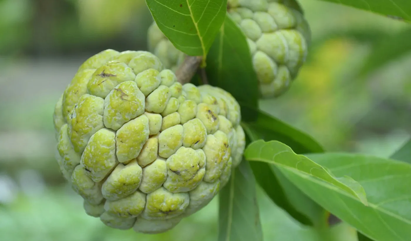 Custard apple, fructul care rezistă în secetă
