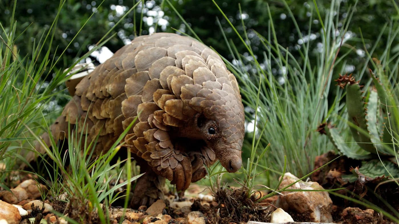 Pangolinul traficant Stevie, readus în sălbăticie