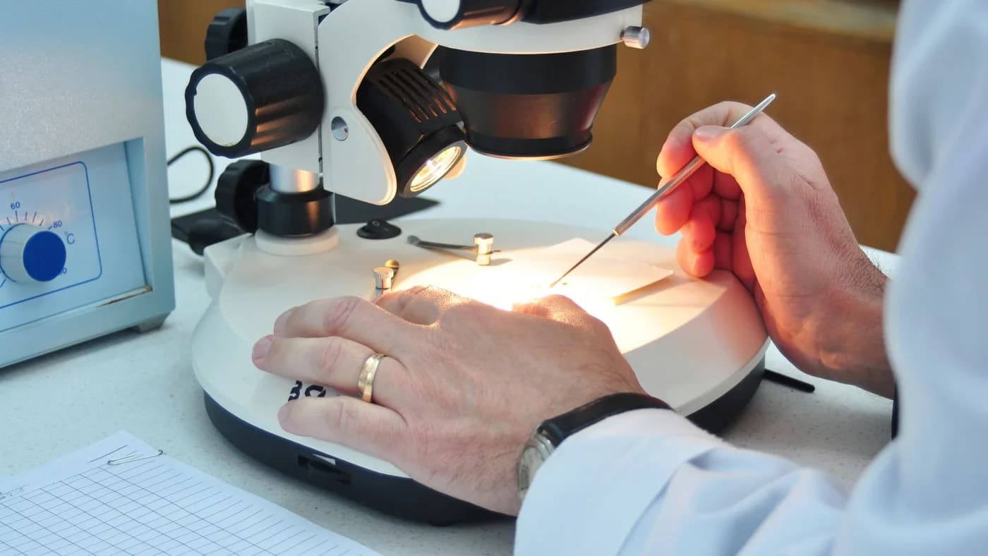 Primele cazuri de dermatofiloză transmisă între oameni