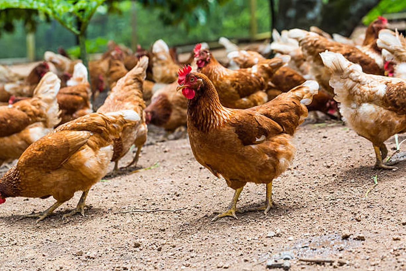 Câte animale poți crește în curte, la oraș și la sat?