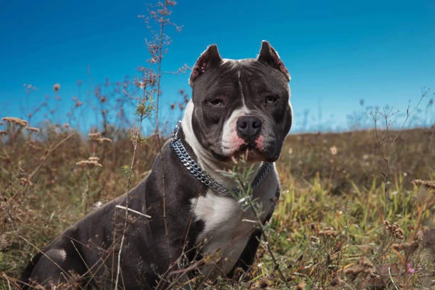 Copilul atacat de un Amstaff este în stare stabilă
