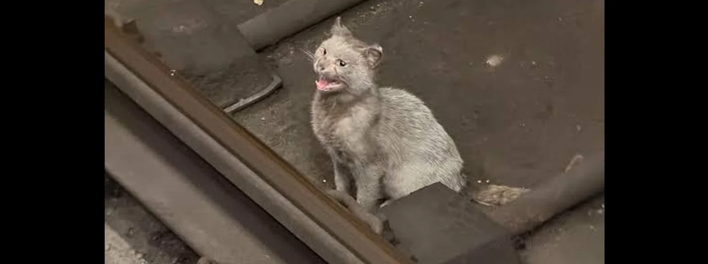 O pisică rătăcită la metrou a primit numele Rex
