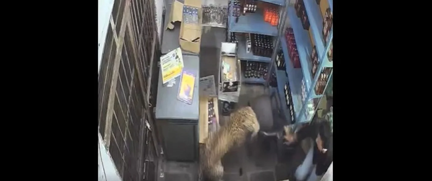 Leopardul din India a atacat un vânzător într-un magazin