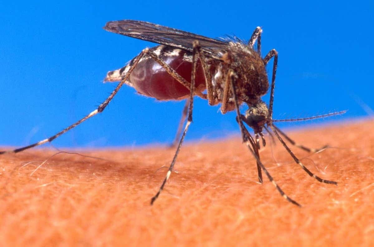 Țânțar fotografiat de aproape
