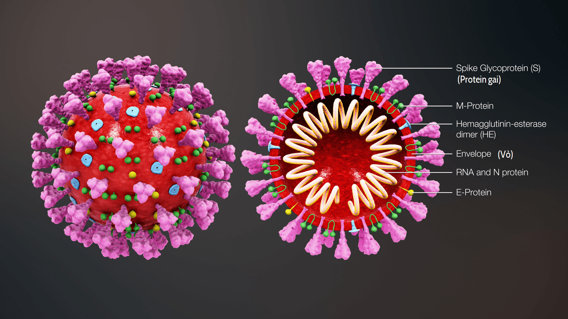 Covid 19 coronavirus