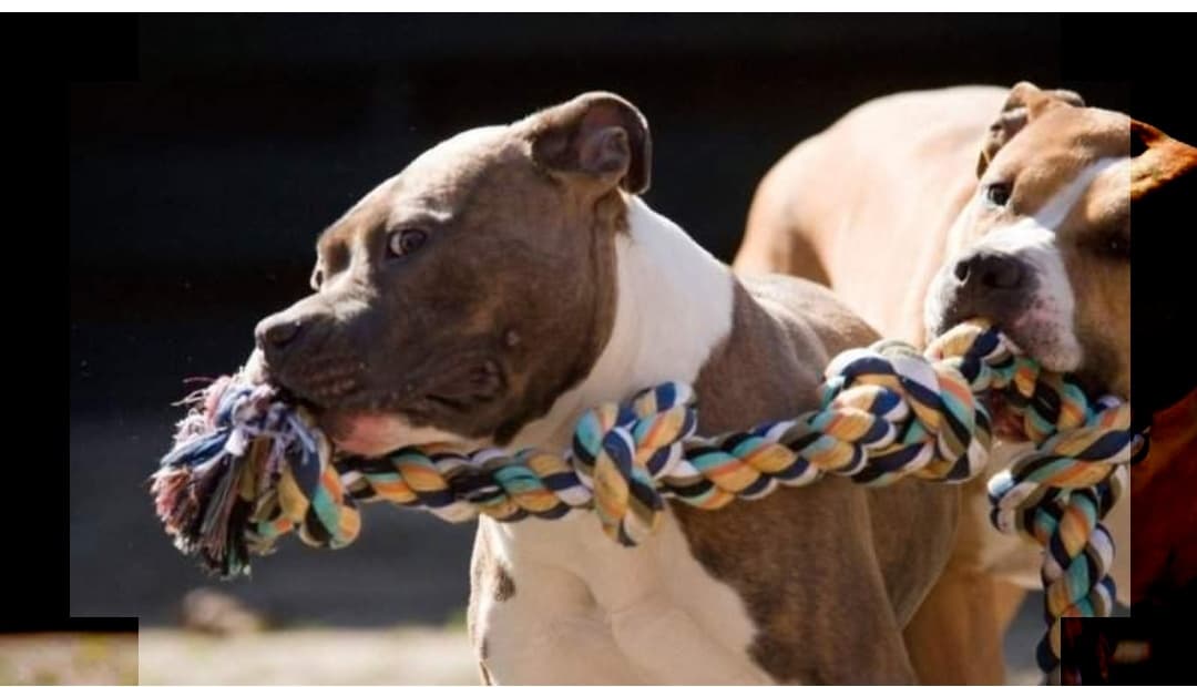 O femeie din comuna Prundu, ucisă de câinele Amstaff al fiului ei — Societate