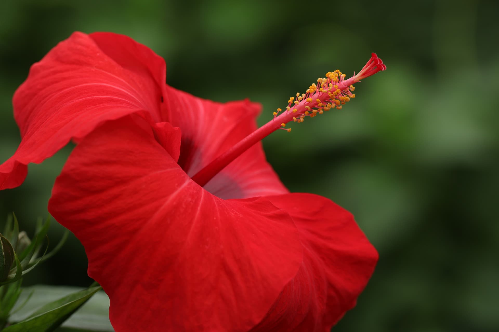 Hibiscus, planta antiobezitate — Health & Beauty