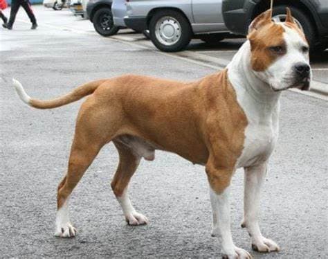 amstaff