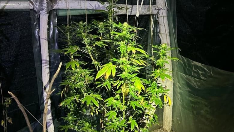 Cannabis If