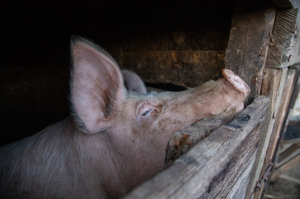 Porc