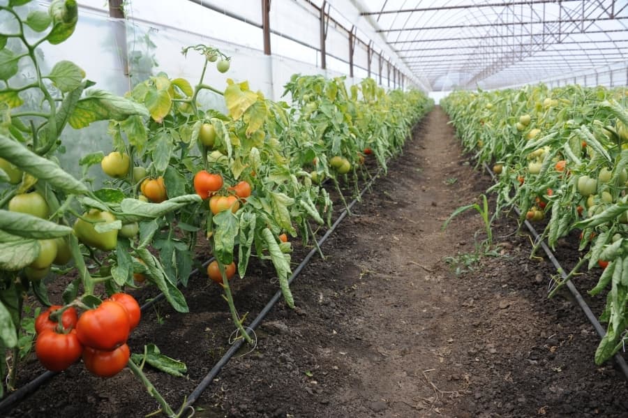 Tomate Rosii Solar
