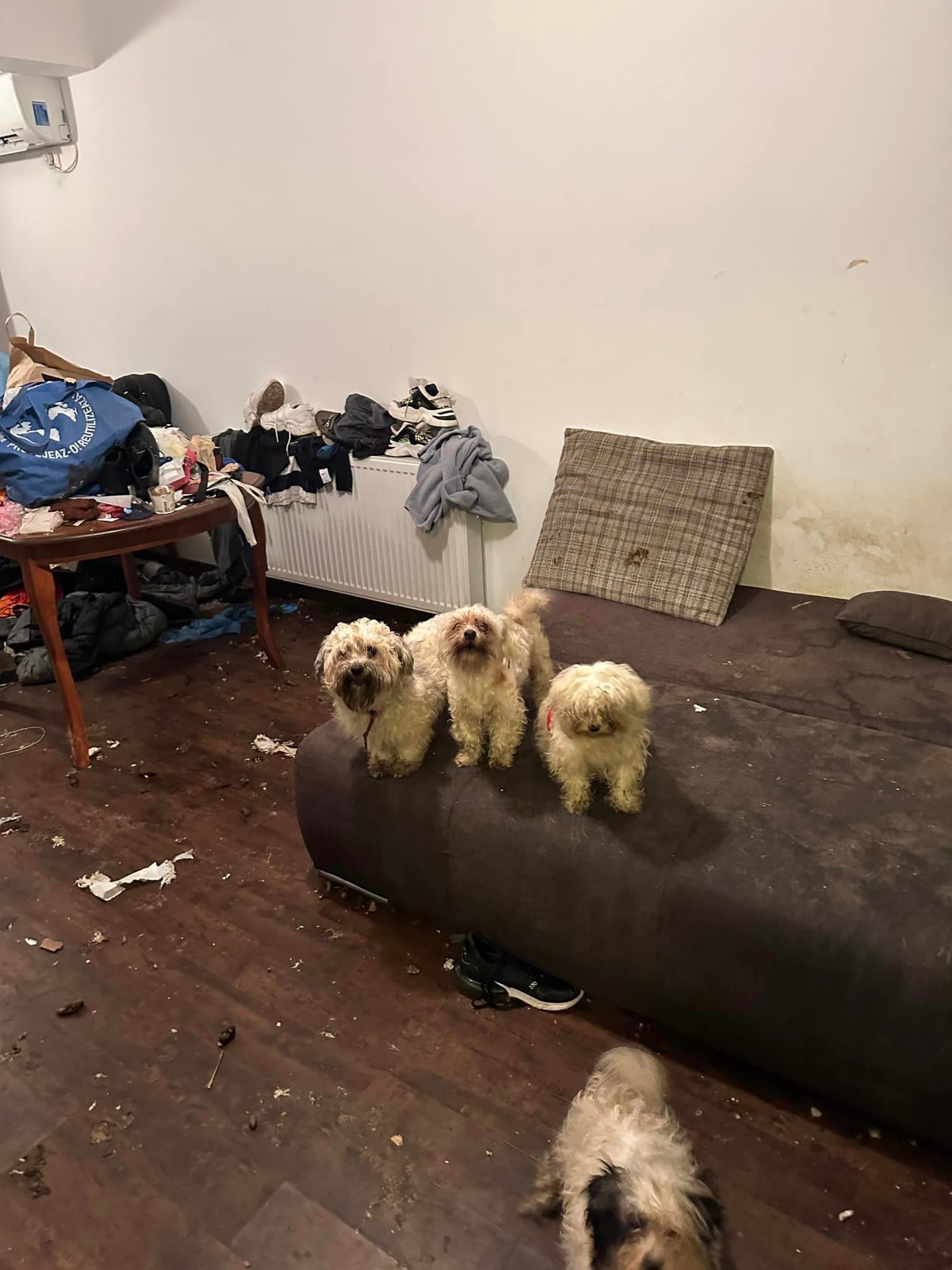 Animale abandonate Bragadiru