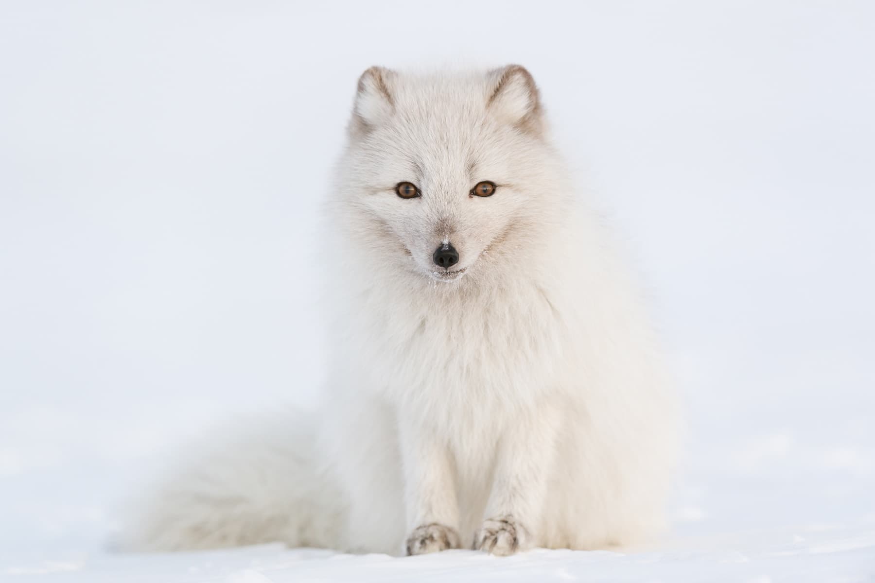 Morten Hilmer, unul dintre cei cunoscuți fotografi europeni, este invitatul special al LYNX Festival 2024