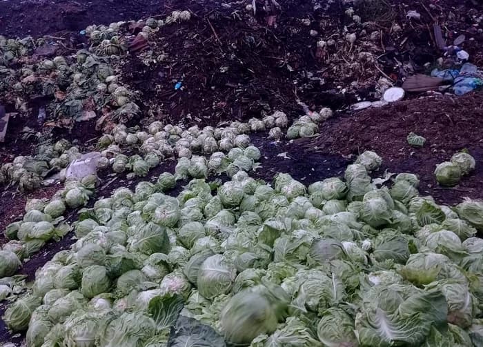 Din cauza cererii mici agricultorii din județul Olt sunt obligați să arunce recolta de legume — Economie