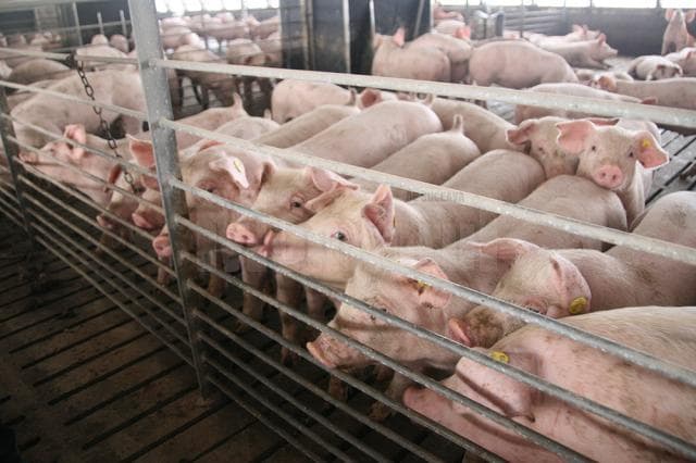 Porci1