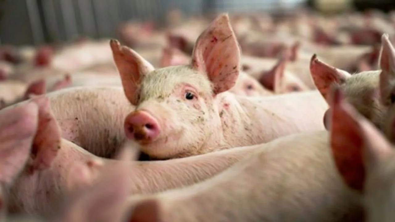 Focar de Pestă Porcină Africană în județul Timiș. Autoritățile iau măsuri drastice pentru limitarea virusului