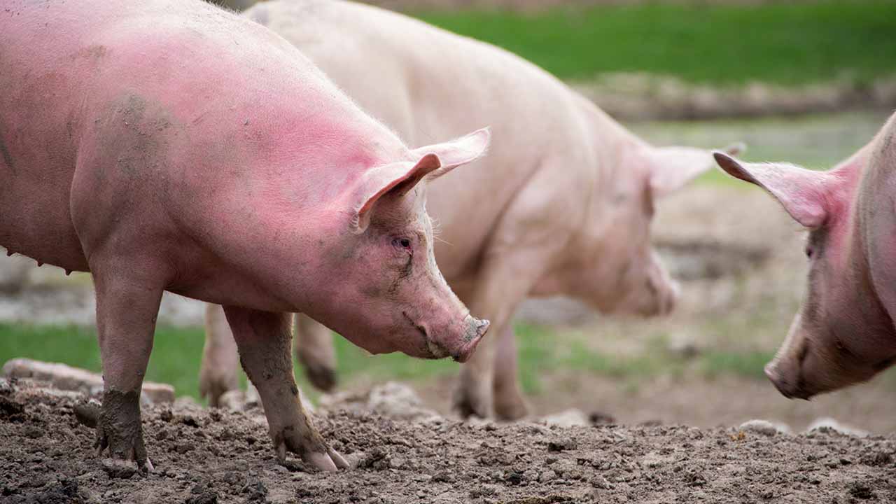 porci-in-gospodarii