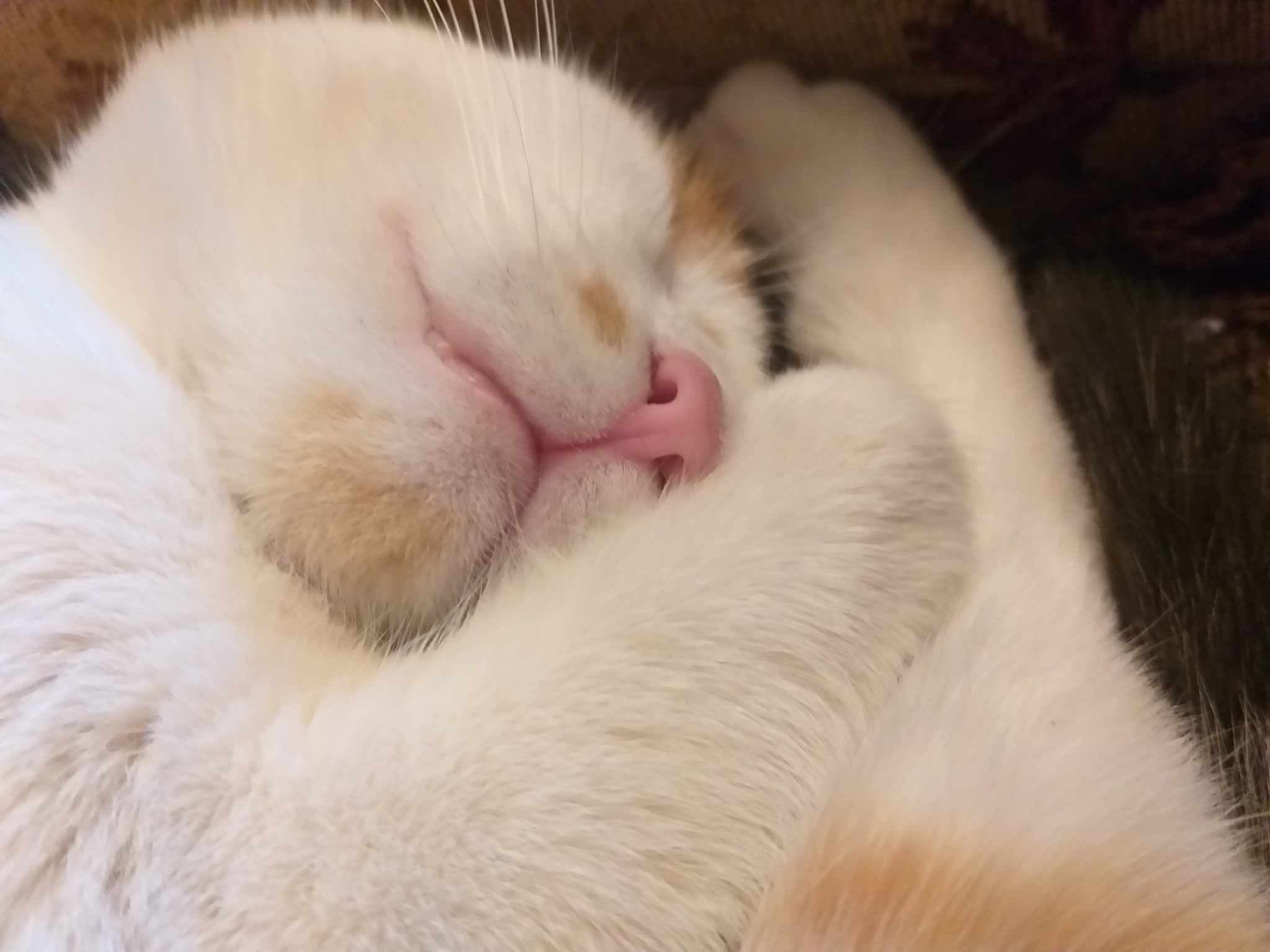 10.000 de animale, sterilizate gratuit în județul Ilfov — Societate