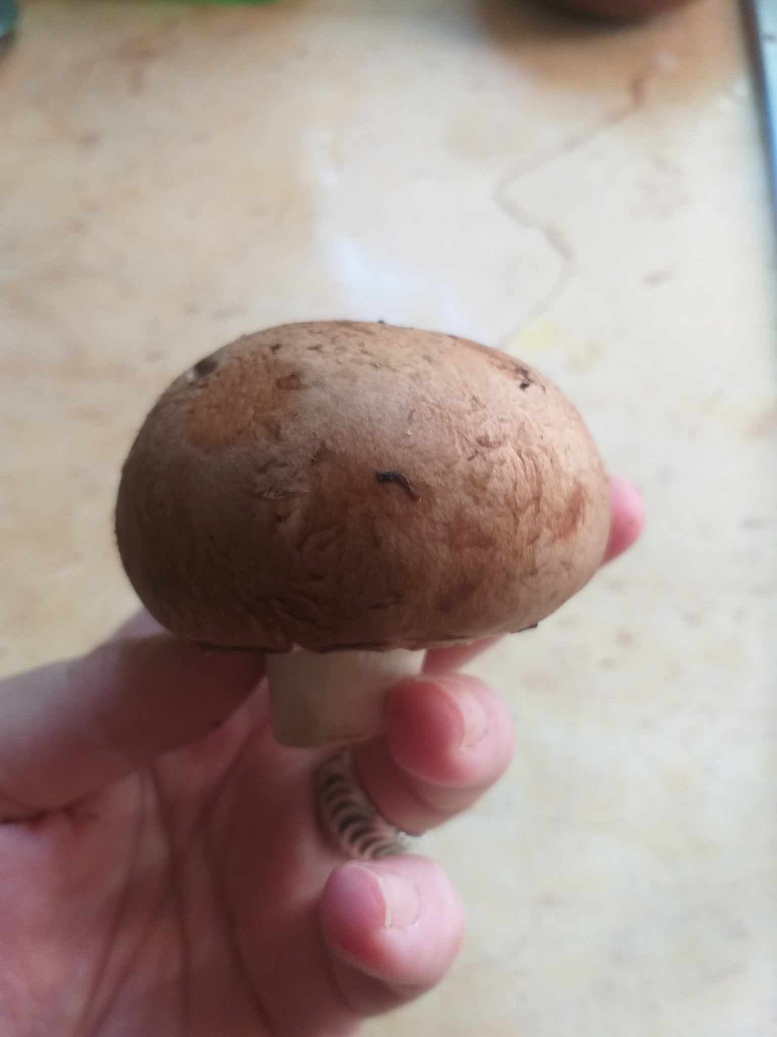 ciuperca