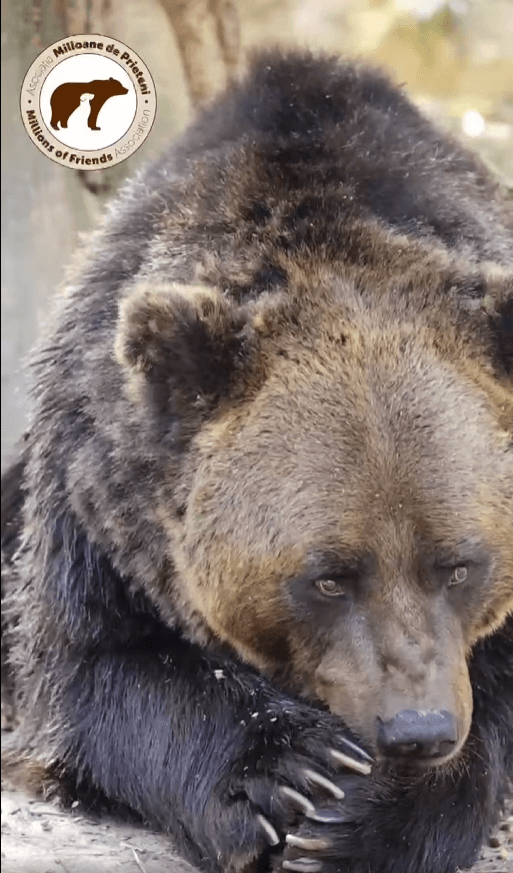 Ursul Timka Sanctuarul Libearty Zarnesti