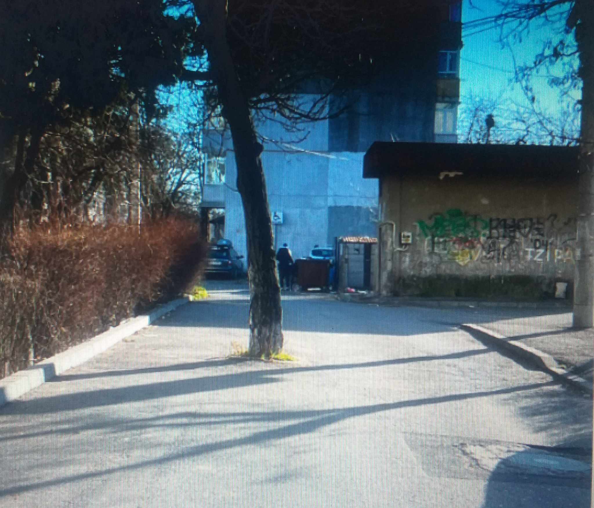 Copac in mijlocul strazii