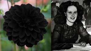 Dahlia Neagră