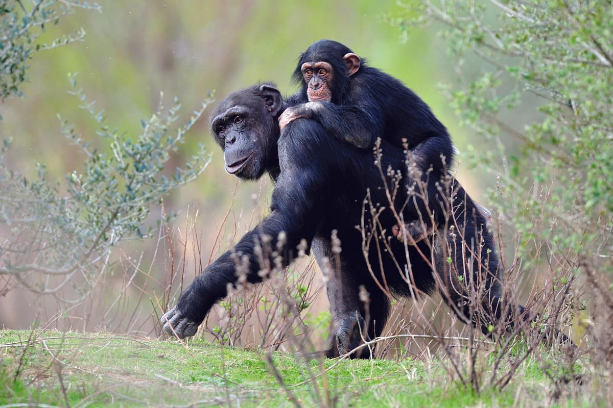 chimpanzeRASAJ