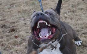 Pitbull furios
