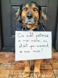 Cruzime fără margini: Câine torturat de mai multe persoane. I-au pus o petardă în gură, care a explo — Societate
