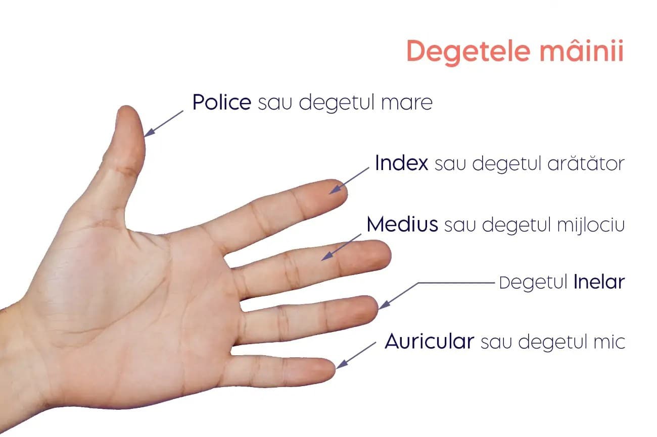 De unde vin denumirile degetelor de la mână și ce înseamnă?
