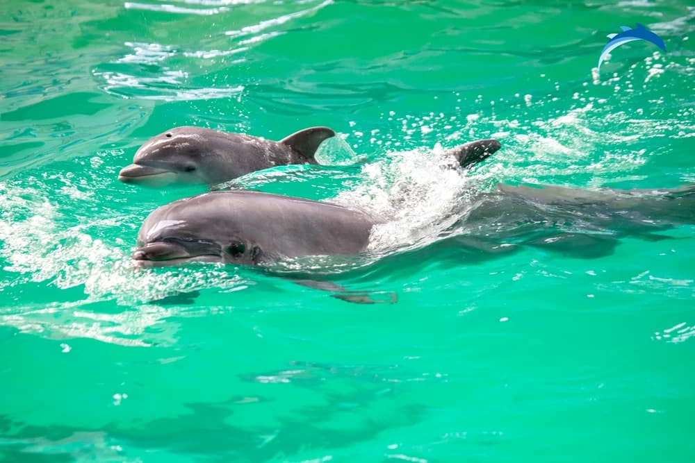 Întâlnire rară în Marea Neagră: Un turist s-a apropiat de un delfin, moment surprins pe video — Natură