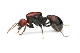 furnica rosie