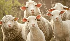 Incendiu devastator la un adăpost de animale din Arad: Zeci de animale au pierit în flăcări — Natură