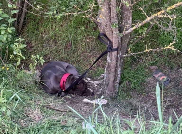 Amstaff Abandonat