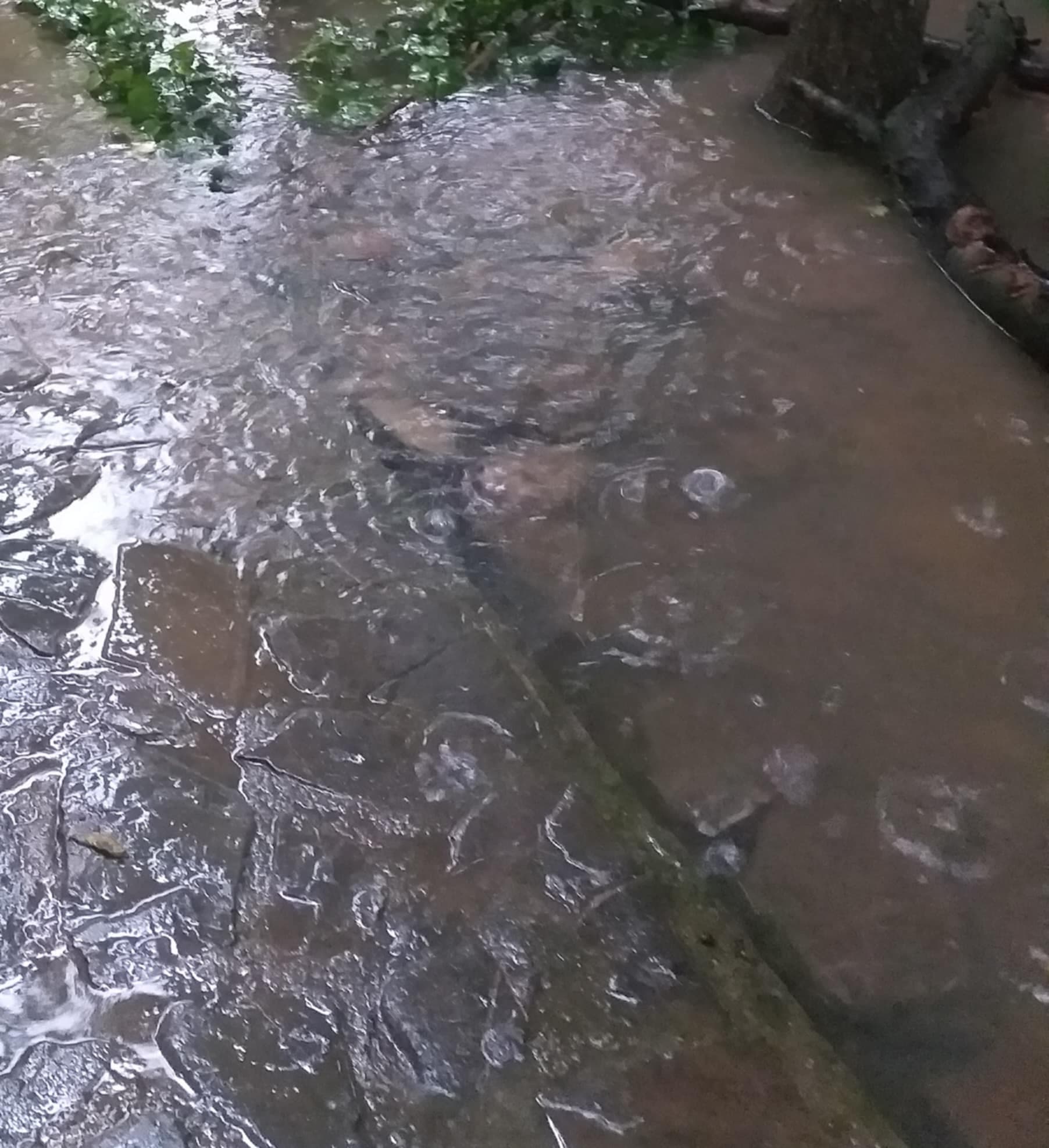 Furtună violentă în București și Ilfov: Cod Portocaliu de ploi torențiale, vijelie și grindină. Mesaje RO-Alert emise de autorități