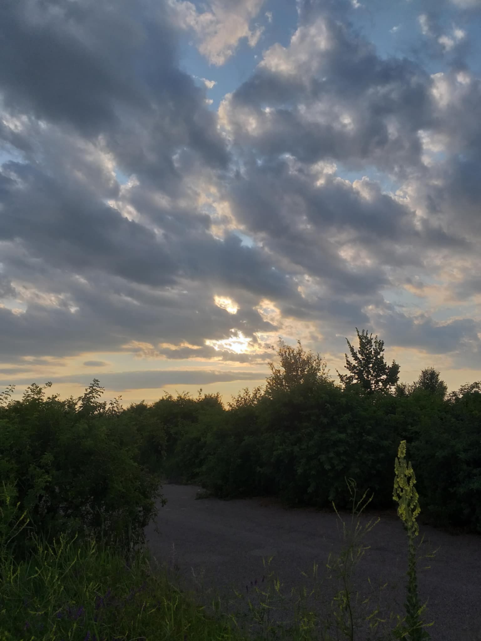 Oază verde între asfalt și blocuri: natura sălbatică din nordul Capitalei, batjocorită