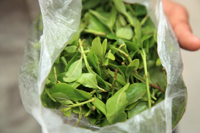 frunze de khat