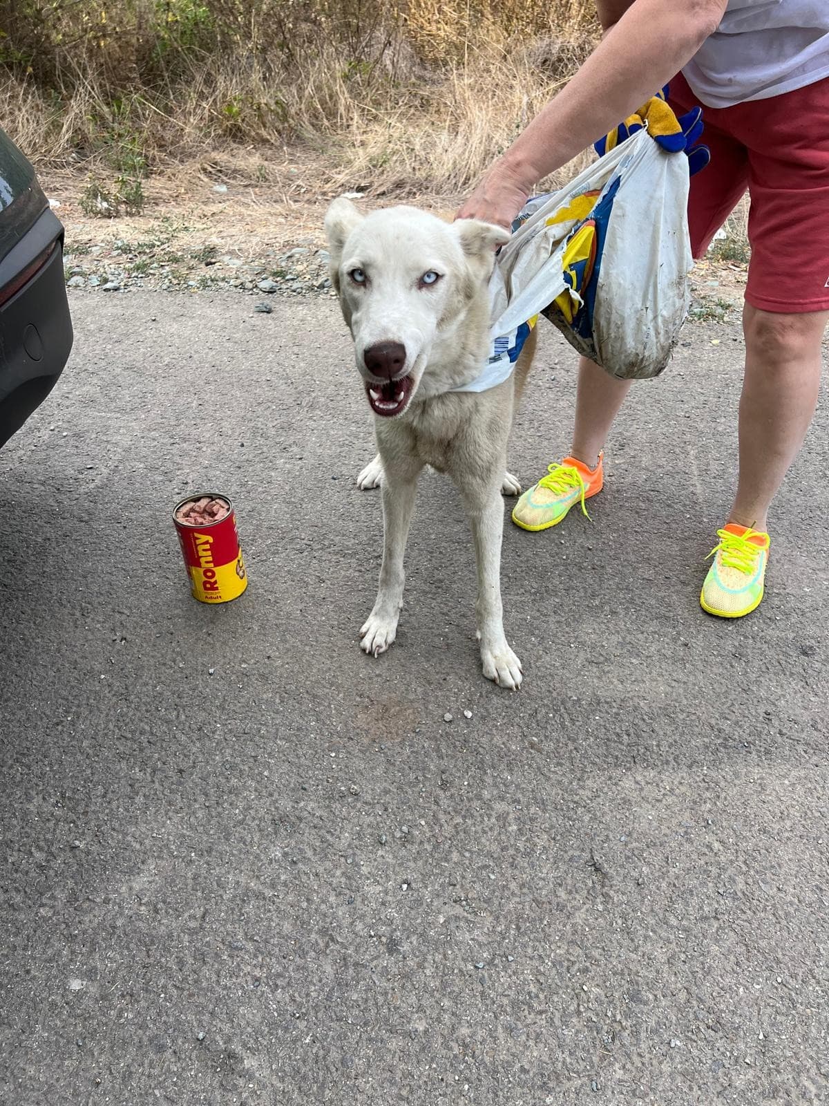 Cățel abandonat, salvat de o iubitoare de animale: „Era rănit și avea legată de gât o pungă cu o cărămidă”