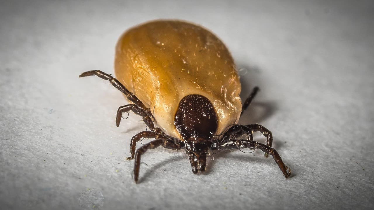 Japonia, în alertă: un virus transmis de căpușe se extinde în întreaga țară — Internațional