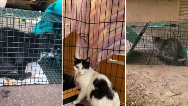 Poveștile emoționante ale animăluțelor salvate după explozia din Rahova. Peste 30 de suflete, recupe — Natură
