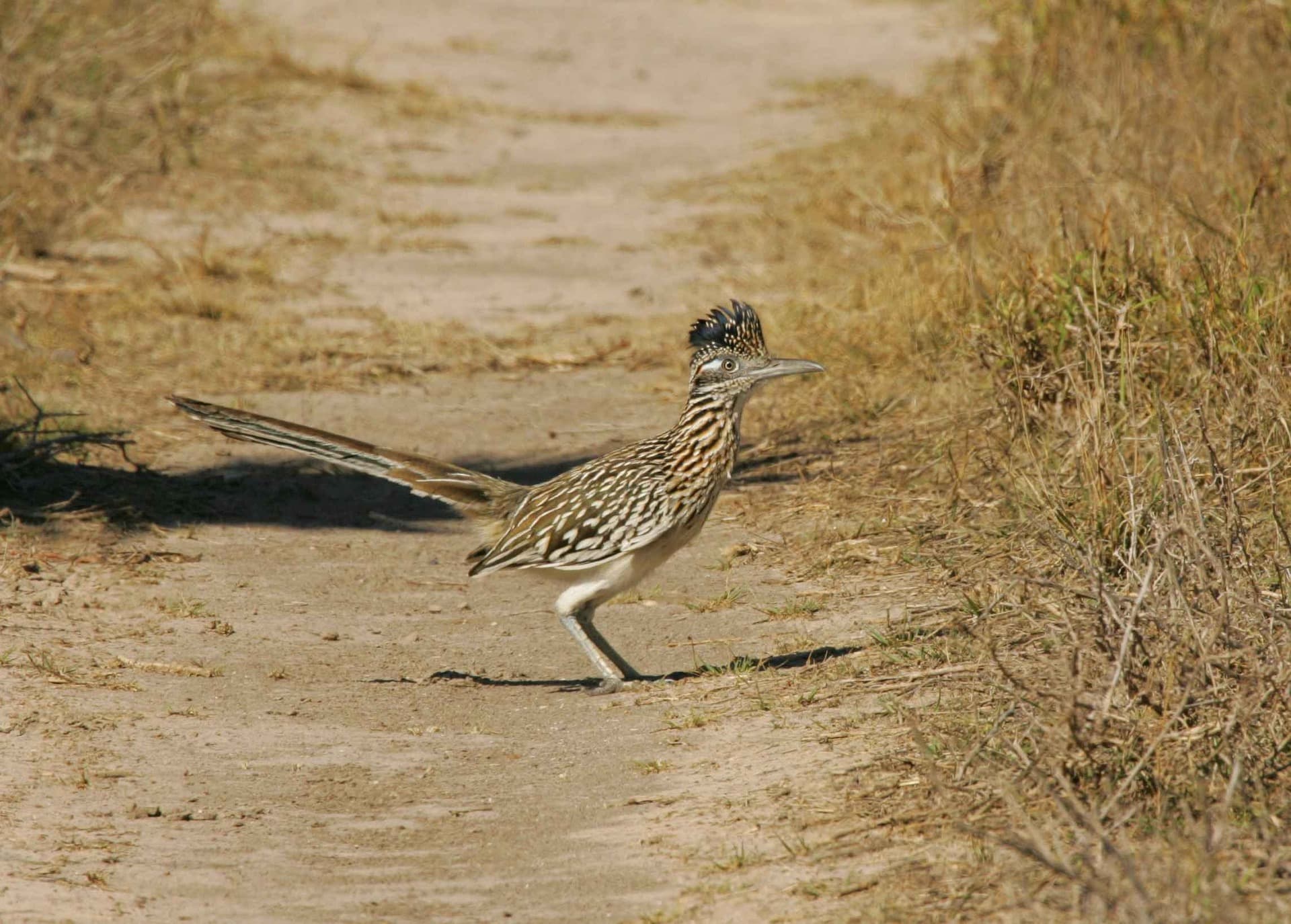 Roadrunner