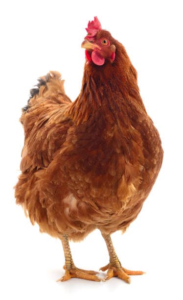 istockphoto 1488286259 612x612 1