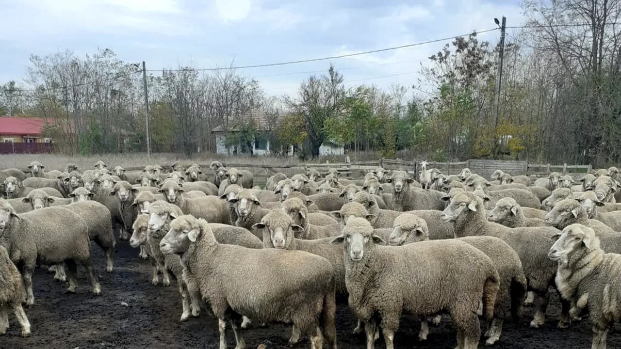 Fermieri disperați după sacrificarea a peste 3.000 de animale: fără despăgubiri, amenință cu greva f — Economie