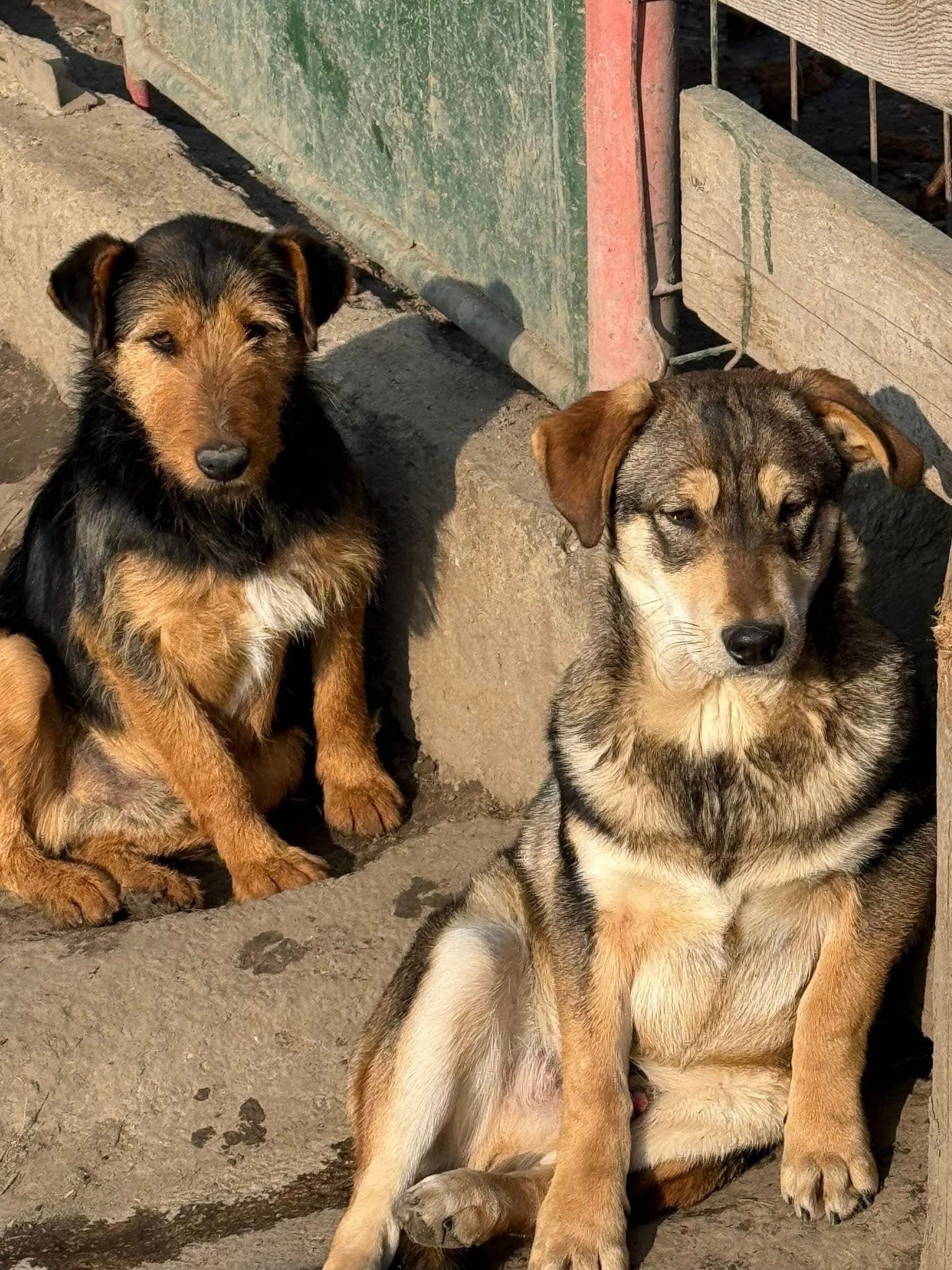 Percheziții în Vrancea după uciderea și maltratarea câinilor dintr-un adăpost