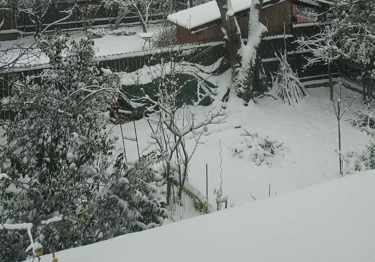 ninge 1
