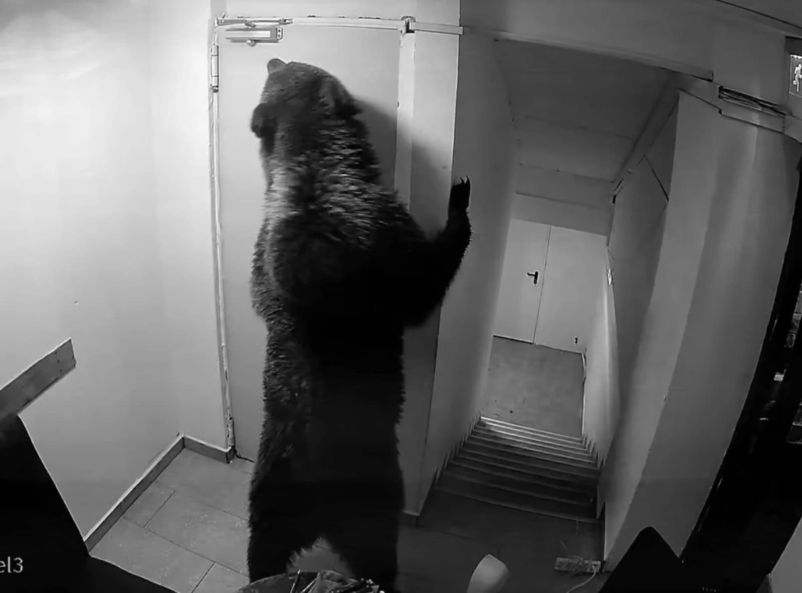 Captură CCTV: urs intrat în holul unui hotel din Poiana Brașov, ridicat în două labe lângă o ușă, vineri seara 22 mai 2026