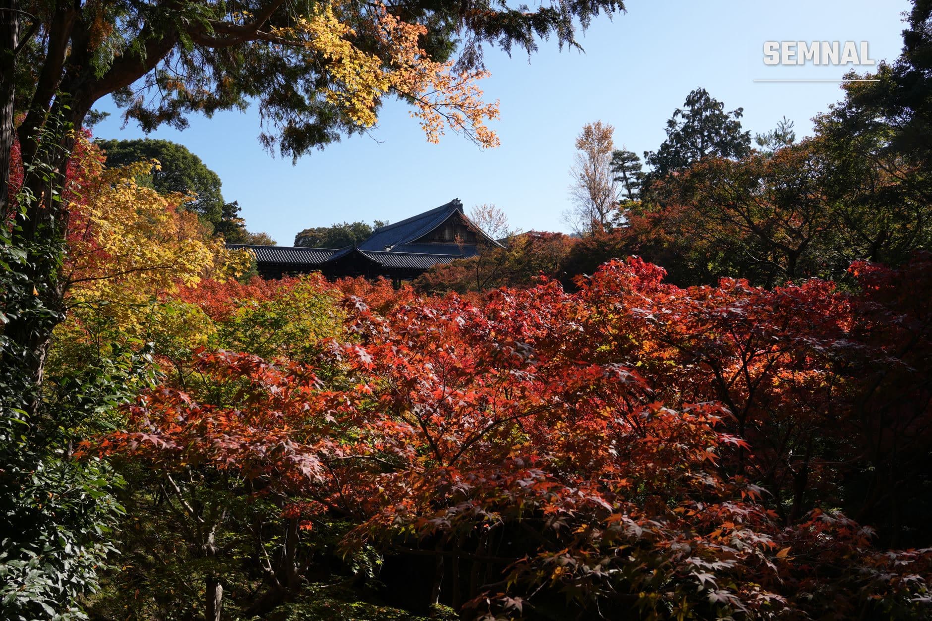 Frunze roșii și galbene în sezonul momiji cu templă tradițională japoneză cu acoperiș negru în fundal și cer albastru senin. (Foto: Dmitry Romanoff / Pexels)