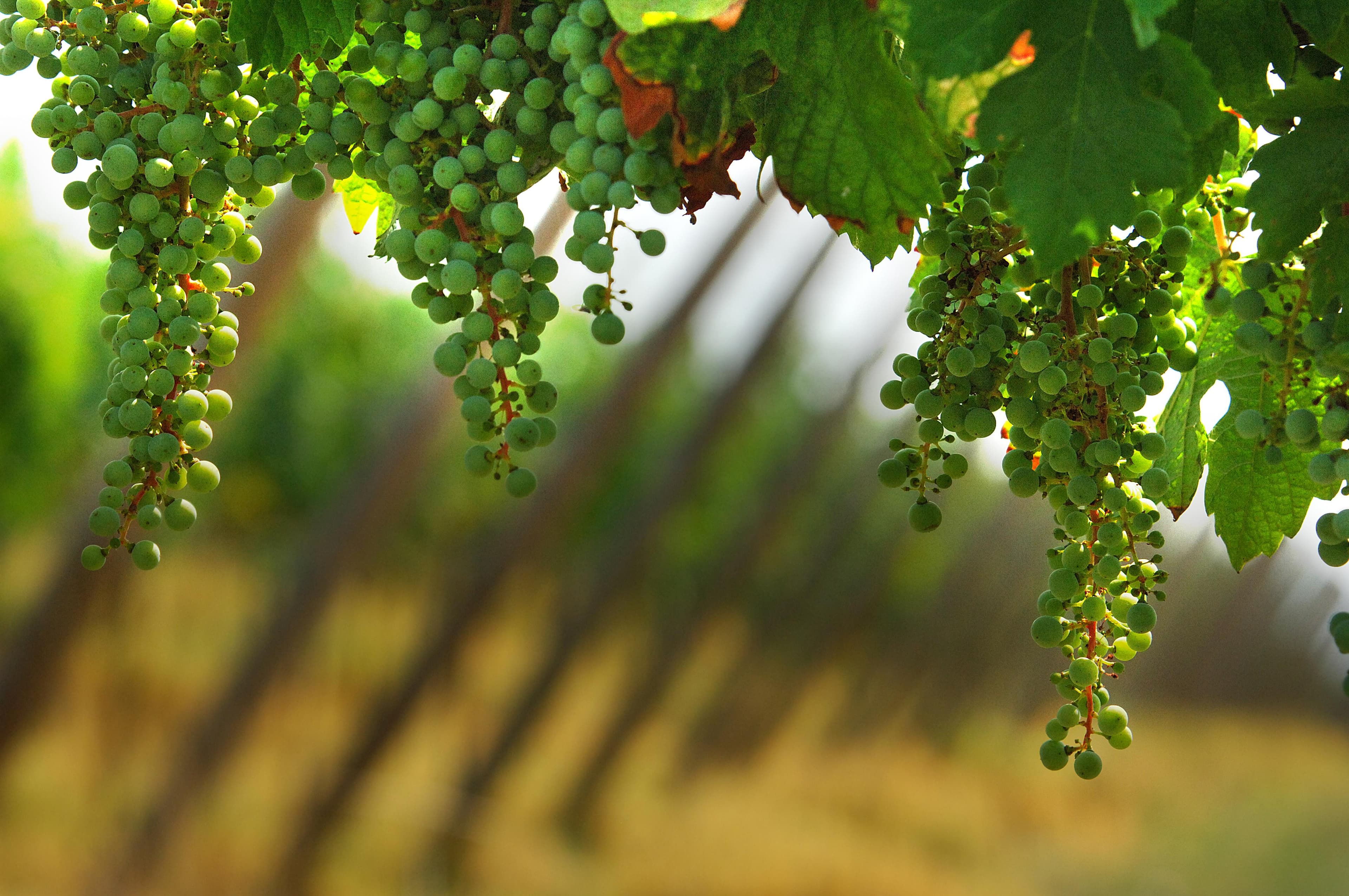 Ciorchini de struguri copți pe vița-de-vie, într-o podgorie din Franciacorta, Italia