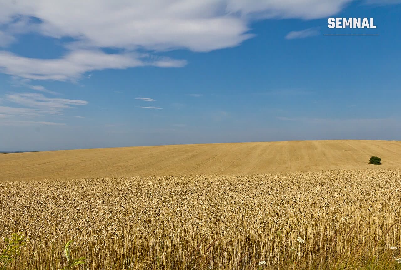 Câmp de grâu copt, sub cer albastru, în regiunea Lviv din Ucraina