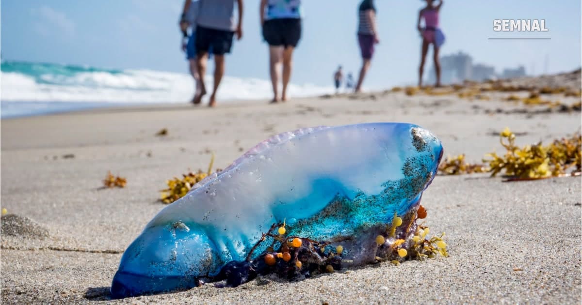 Galeră portugheză pe o plajă din Europa frecventată de turiști